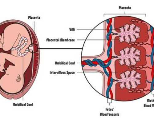 南昌供卵试管生男孩费用一览！